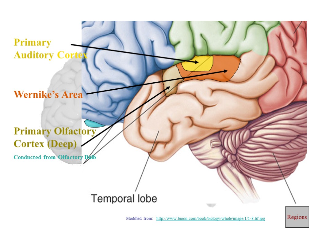 Primary Auditory Cortex Wernike’s Area Primary Olfactory Cortex (Deep) Conducted from Olfactory Bulb Regions